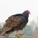 Turkey Vulture - Photo (c) Seig, some rights reserved (CC BY-NC), uploaded by Seig