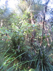 Freycinetia banksii
