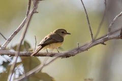 Microeca flavigaster