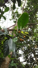 Psychotria mariniana