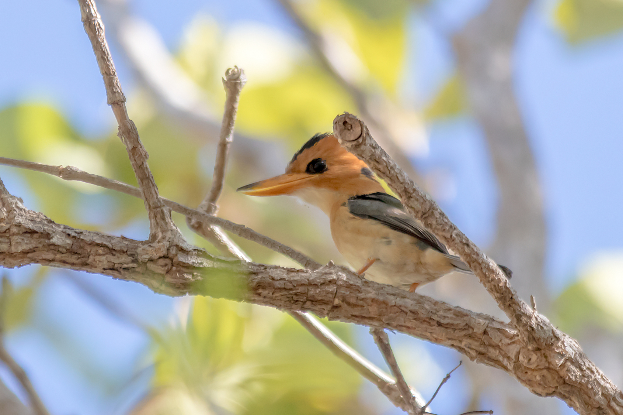 Yellow-billed Kingfisher illustration