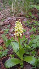 Orchis pallens