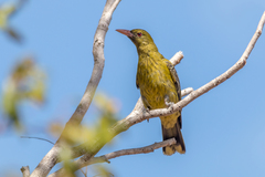 Oriolus flavocinctus