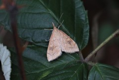 Udea profundalis