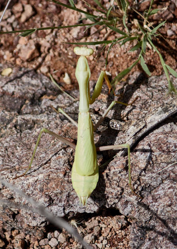 Sonoran Tiger Mantis