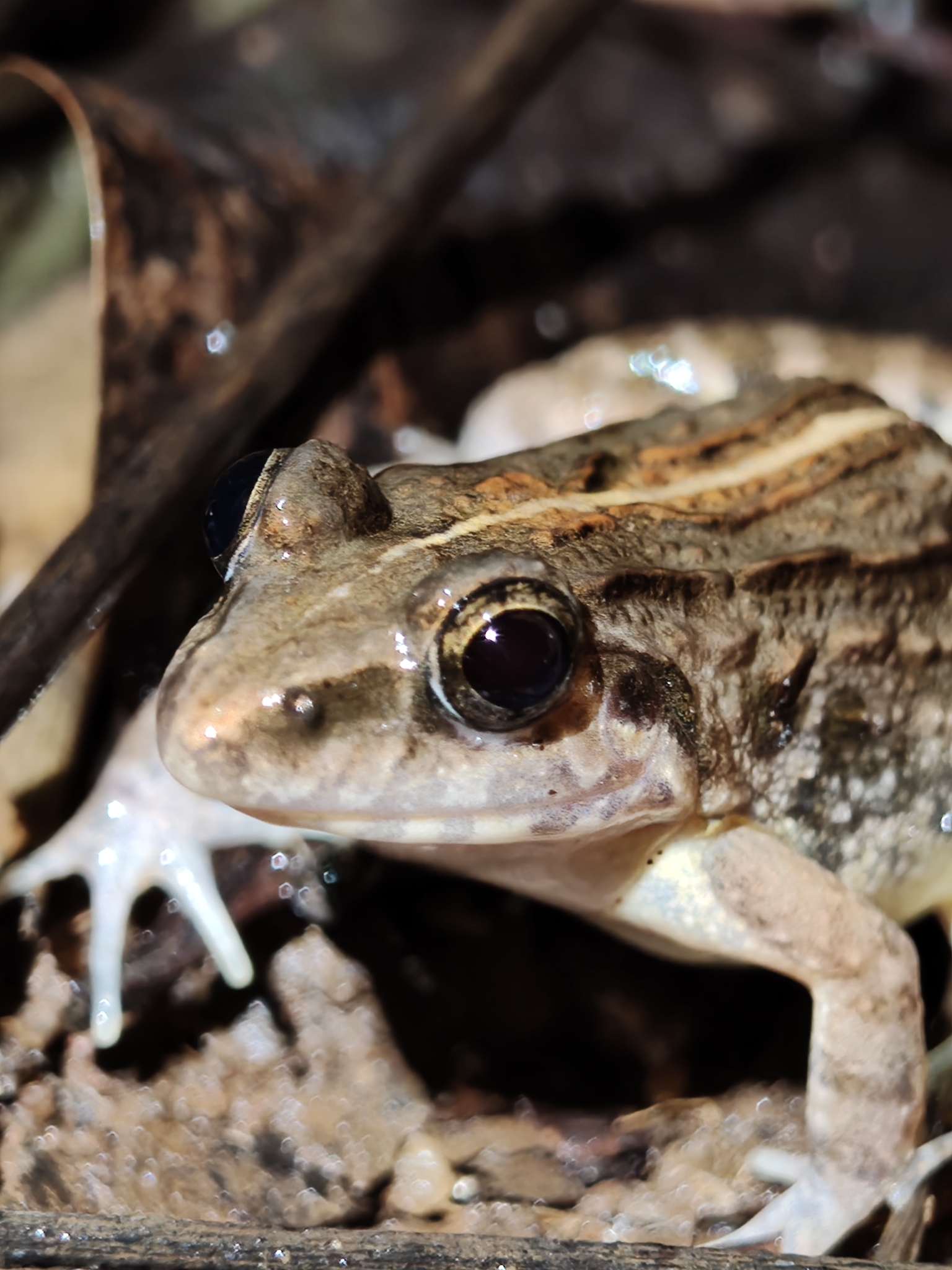 Granular Cricket Frog