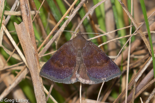 Argyrostrotis deleta Guenée, 1852