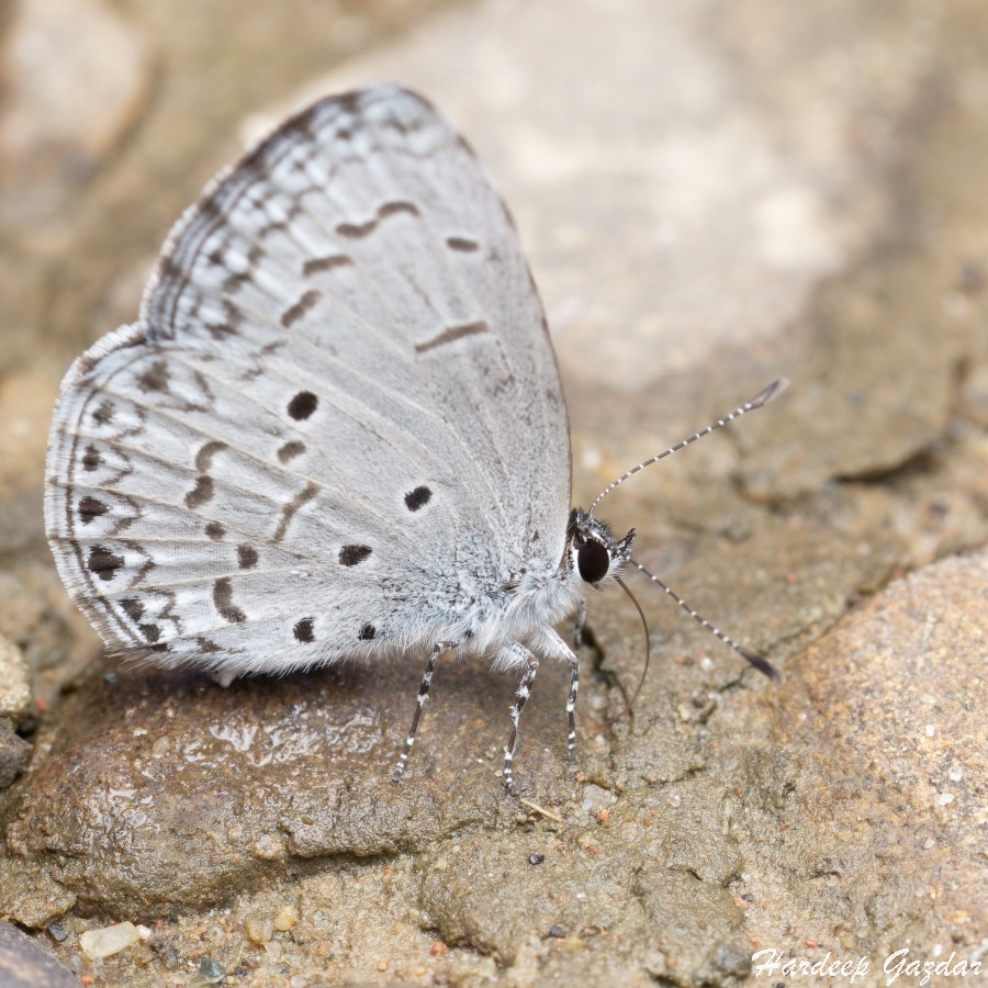 Plain Hedge Blue