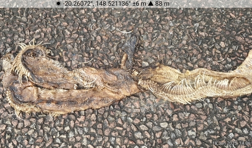 Black-headed Python sighting