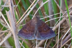 Argyrostrotis deleta