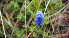 Muscari neglectum