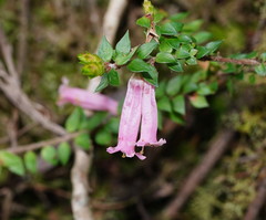 Epacris reclinata