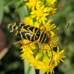 Megacyllene robiniae