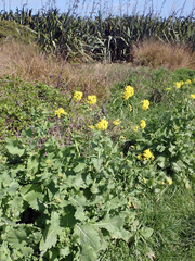 Brassica napus napus