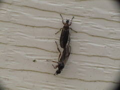 Bibio articulatus