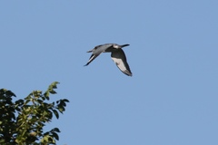 Megaceryle alcyon