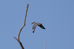 Megaceryle alcyon