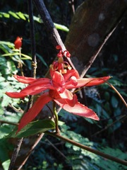 Passiflora miniata