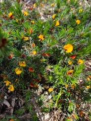 Pultenaea canaliculata