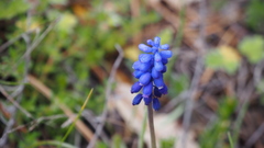 Muscari armeniacum
