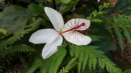 Hibiscus arnottianus ssp. arnottianus