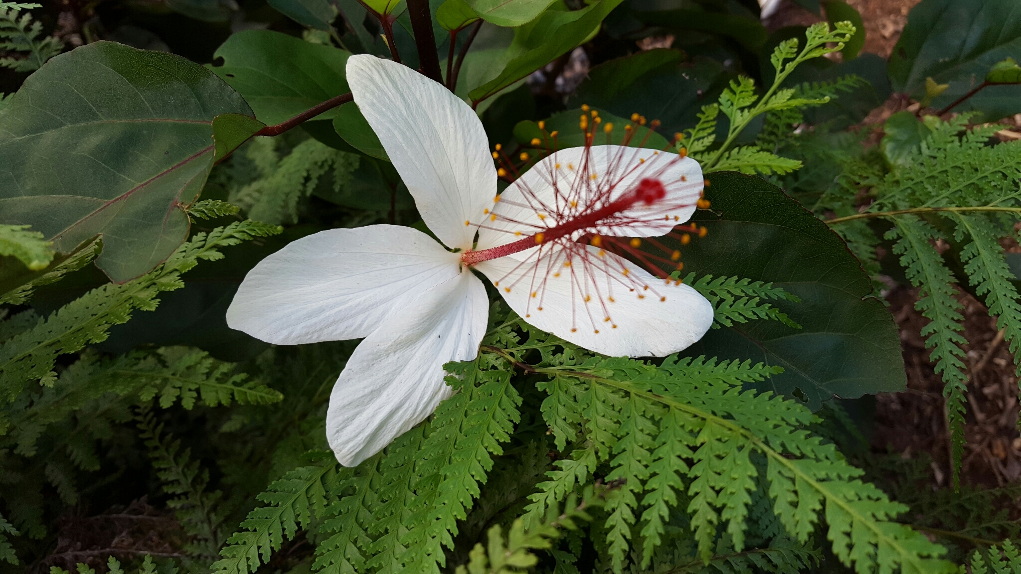 Hibiscus arnottianus ssp. arnottianus