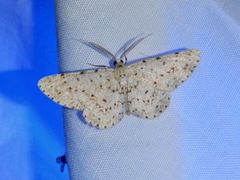 Geometridae