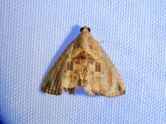 Lepidoptera