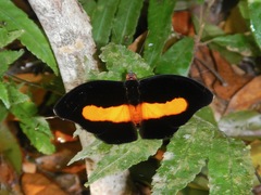 Catonephele acontius