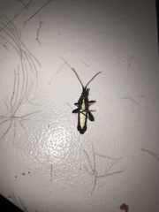 Grammopoecilus angustatus