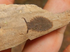 Ascalaphinae