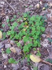 Oxalis montana image