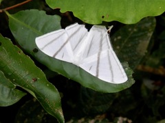 Lepidoptera