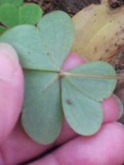 Oxalis montana image