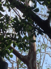 Lagerstroemia indica