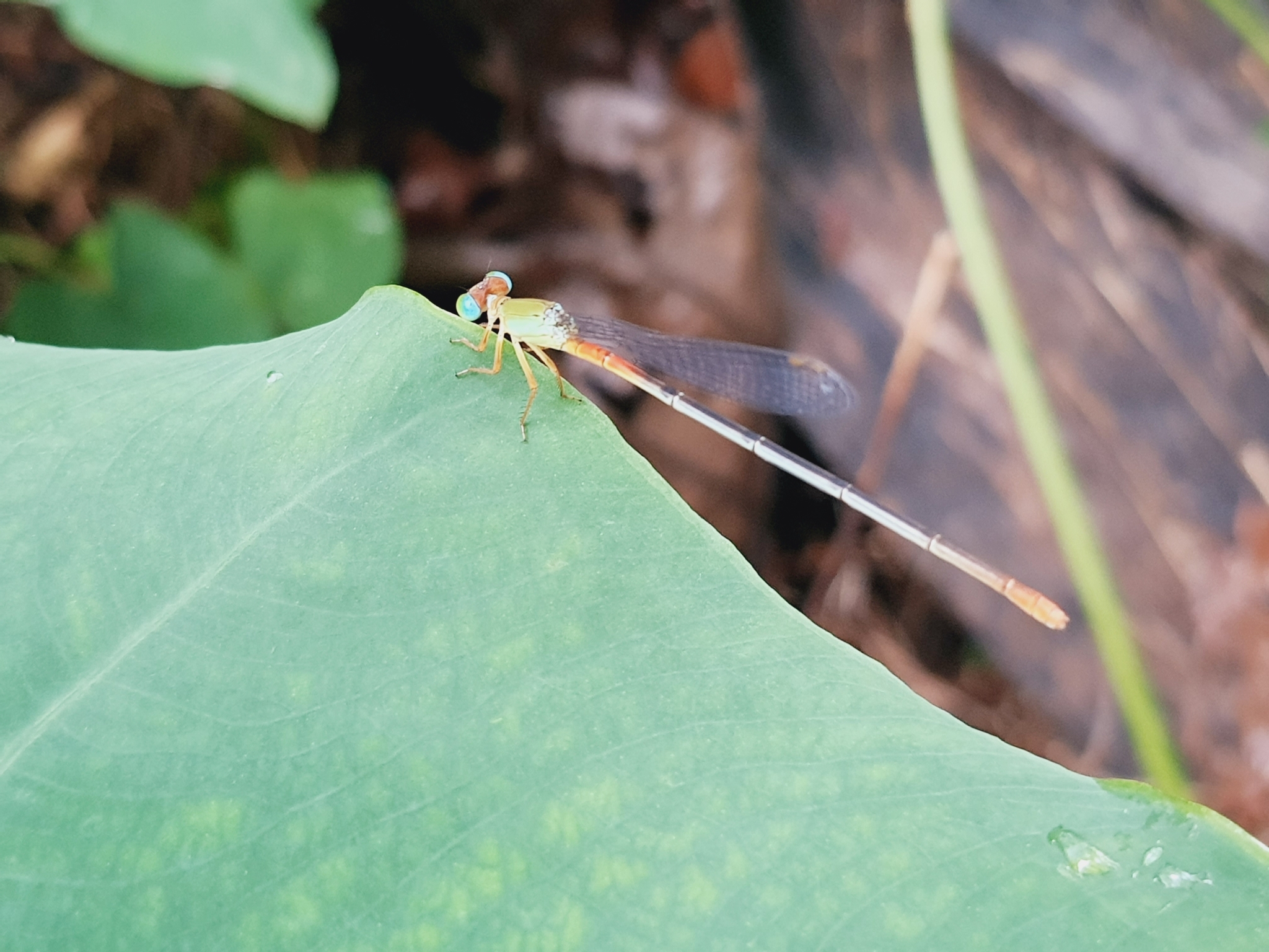 Orange-Tailed Marsh Dart