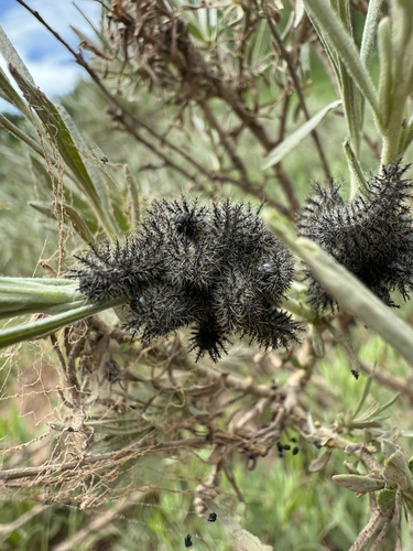 Sagebrush Sheep Moth photo 4