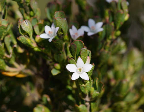 Philotheca obovalis (A.Cunn.) Paul G.Wilson