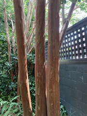 Lagerstroemia indica