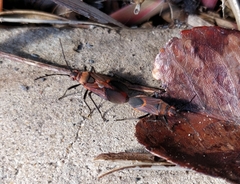 Leptocoris mitellatus