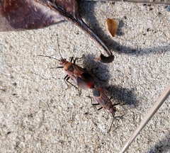 Leptocoris mitellatus