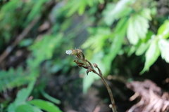 Odontochilus brevistylis