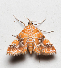 Elophila nebulosalis image