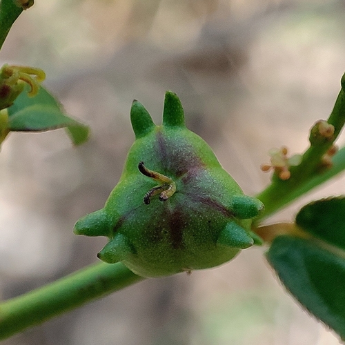 Hato Tejas (Microstachys corniculata)