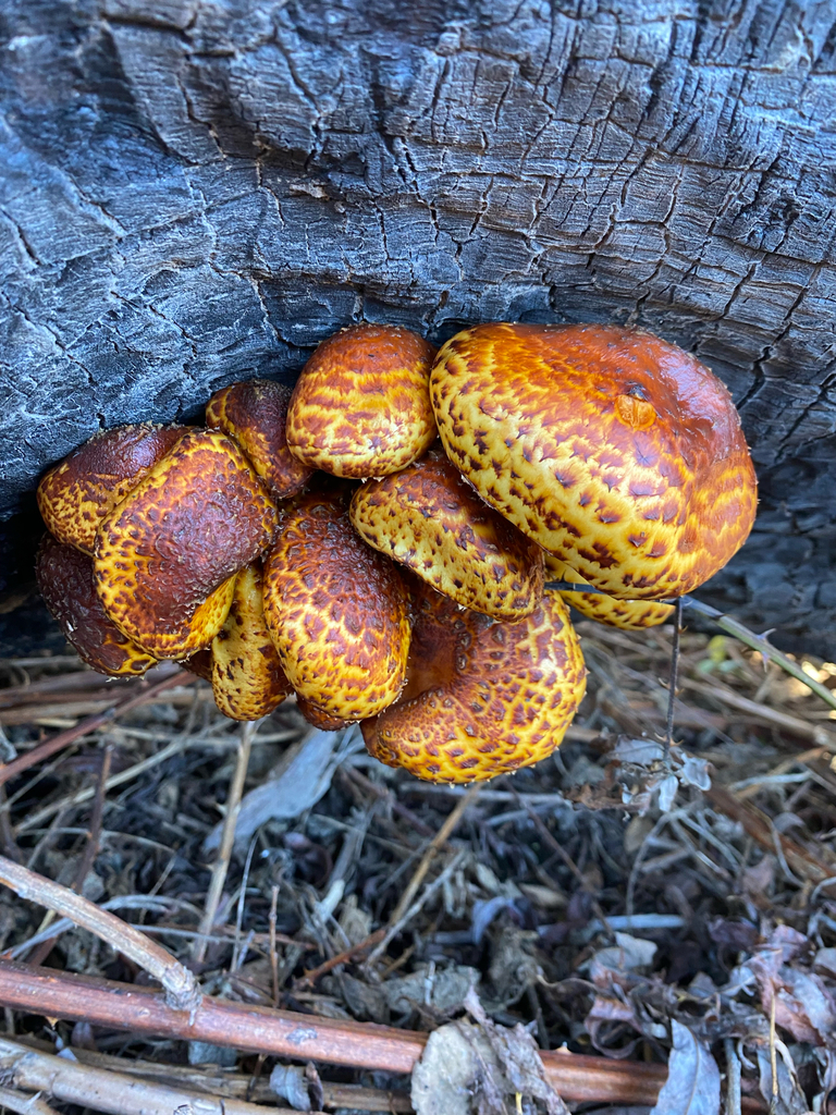 Pholiota glutinosa · June 2025 · photo: © hannah_whittall (iNaturalist, cc-by)