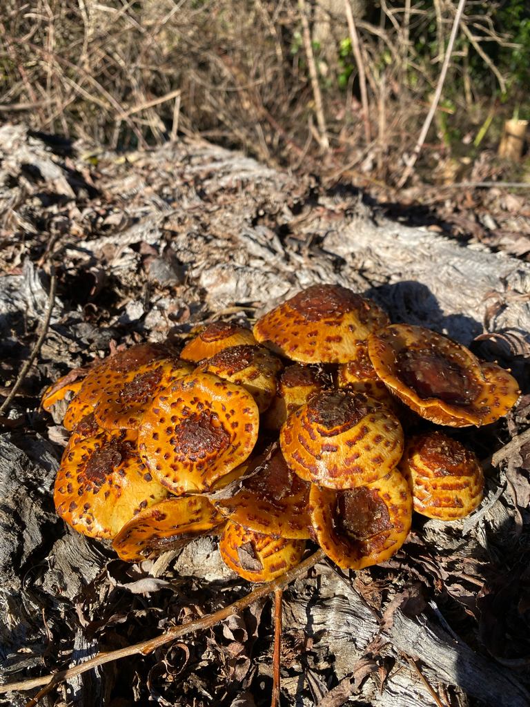 Pholiota glutinosa · June 2025 · photo: © hannah_whittall (iNaturalist, cc-by)