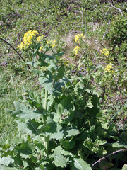 Brassica napus napus