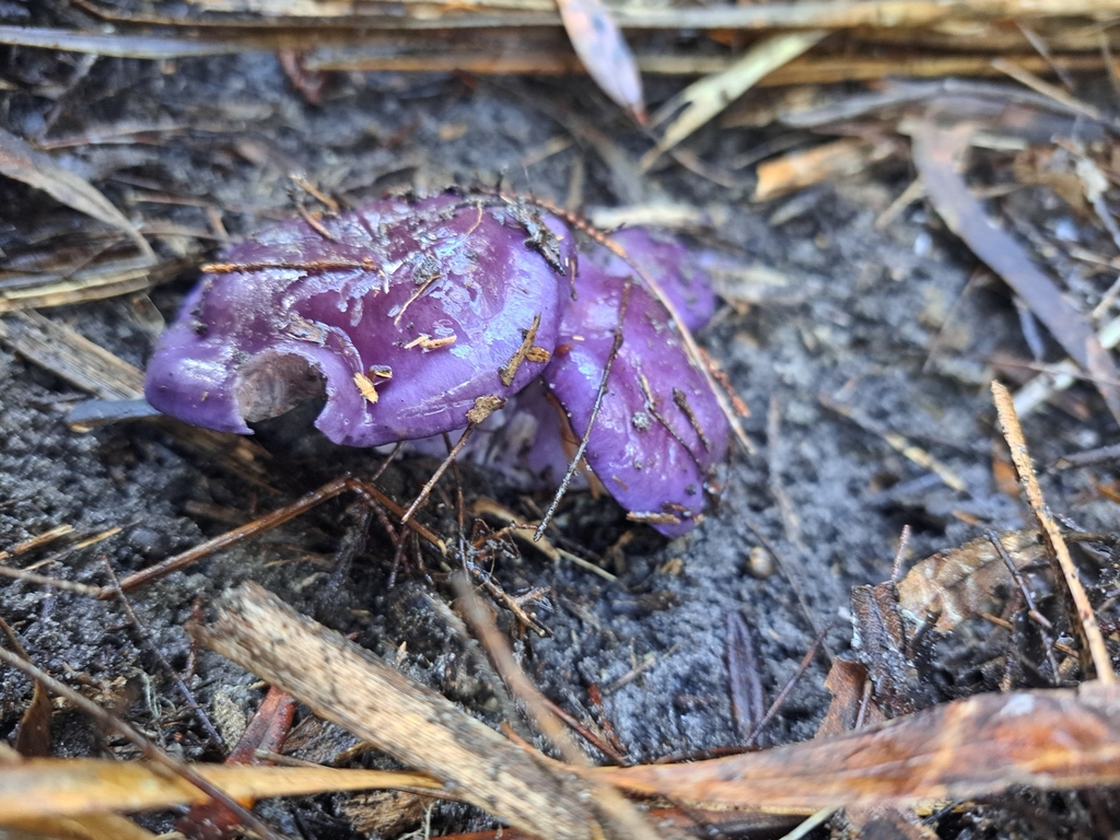 Cortinarius archeri · June 2025 · photo: © corey_obrien (iNaturalist, cc-by)