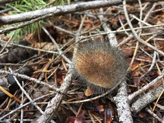 Spinellus