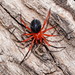 Red-and-black Spider - Photo (c) Reiner Richter, some rights reserved (CC BY-NC-SA), uploaded by Reiner Richter